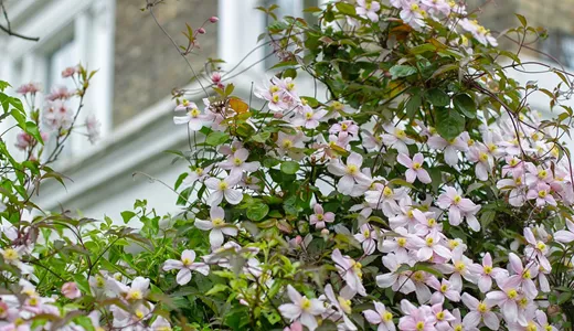 Beskära kläng- och klätterväxter som klematis ger bättre blomning.