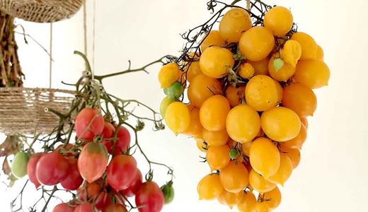 Piennolo är tomater som kan långtidslagras hängande, kallas även för evighetstomater.