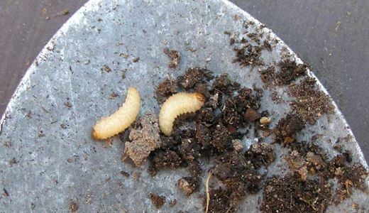 Öronvivelns larver, som kan bekämpas biologiskt.