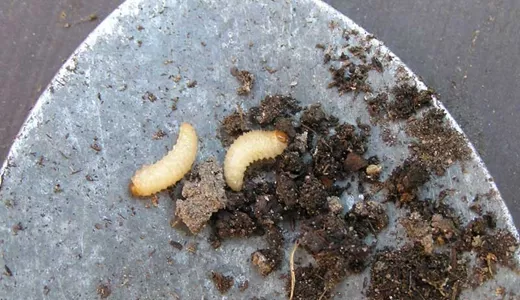 Öronvivelns larver, som kan bekämpas biologiskt.
