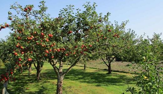 Det är mycket att tänka på när man ska välja ett äppelträd - odlingszon, storlek, form, smak m m.