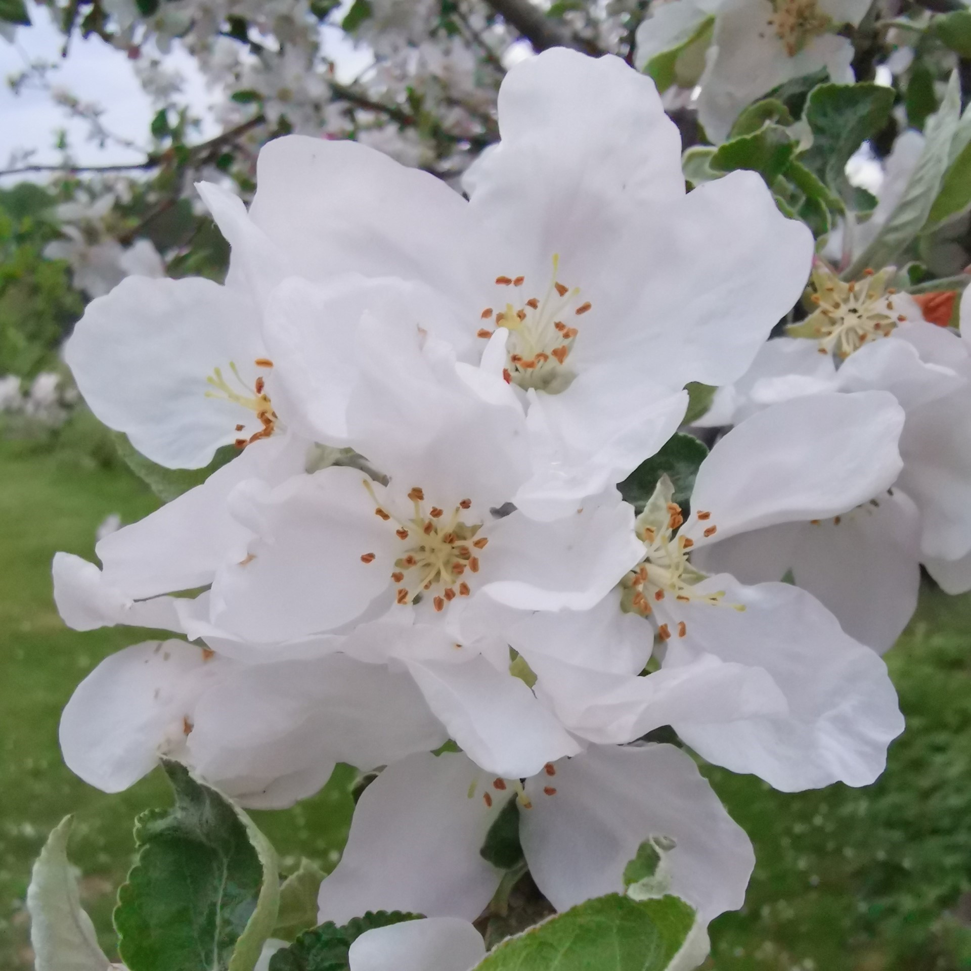 Blommande äppleträd