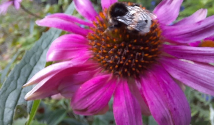 Trädgårdsföreningen Norduppland, Tierp, Älvkarleby, Karlholmsbruk, Skärplinge, Örbyhus, Tobo, Söderfors, Skutskär, Hållnäs, Lövstabruk, Månkarbo