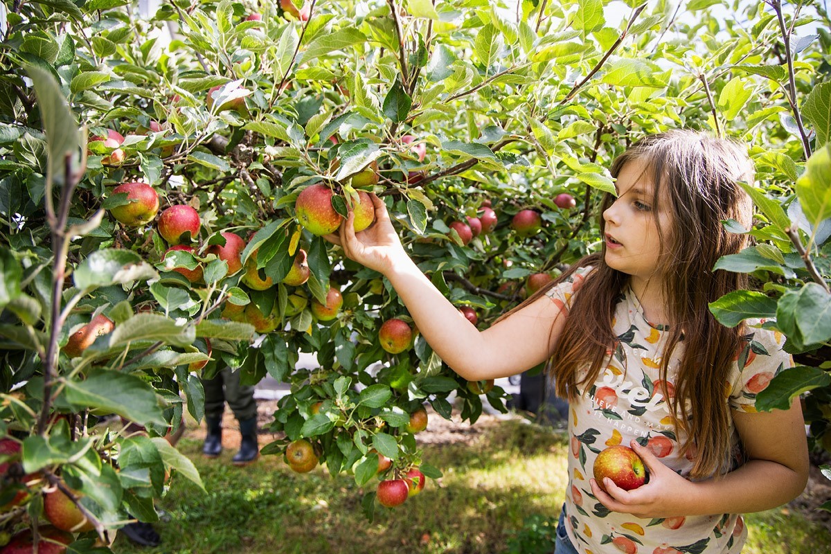 Plocka Äpple