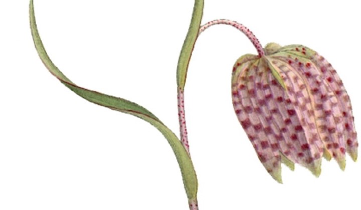 Trädgårdssällskapet Kungsängsliljan, Kungsängen