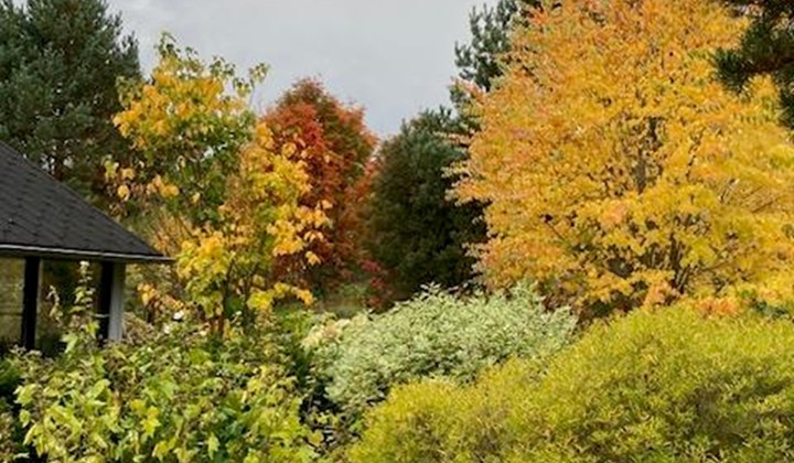 Jeannettes trädgård, Forsheda