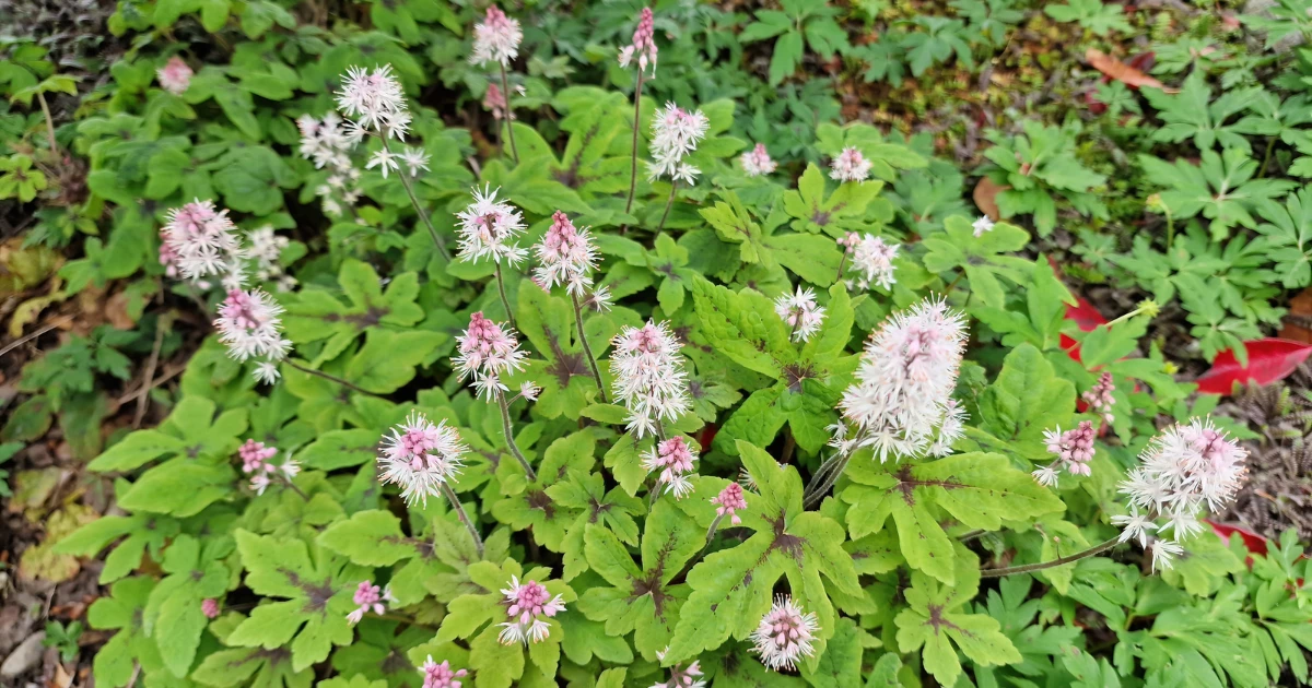 Otroligt näpna blommor och blad på spetsmössan 'Spring Symphony', En marktäckande perenn, för halvskugga. 