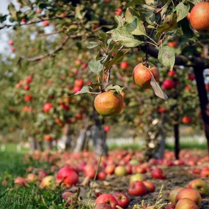 Äpplen och fallfrukt på Äpplets dag