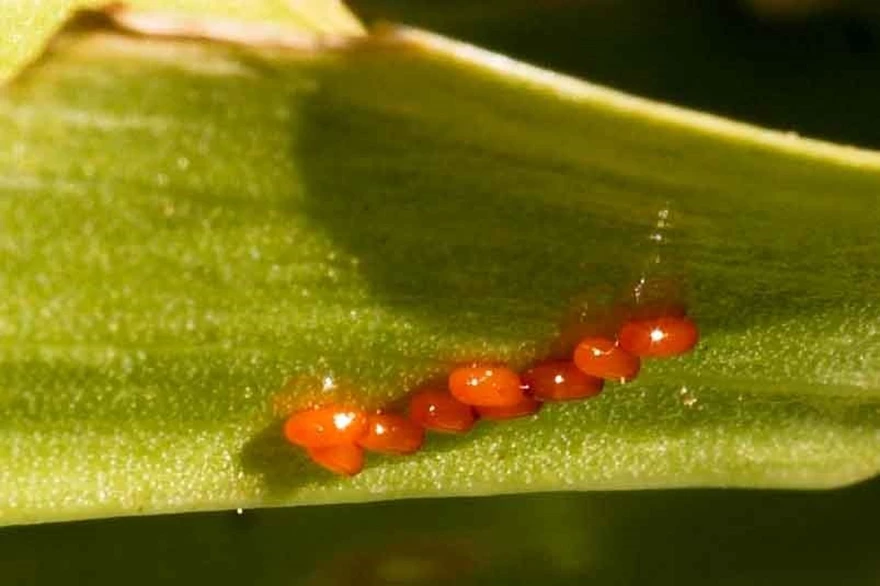 Håll utkik efter liljebaggarnas ägg, och skrapa av dem direkt.