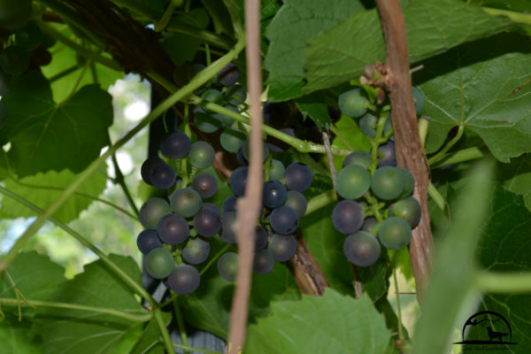 2016DSC_0229 vindruvor