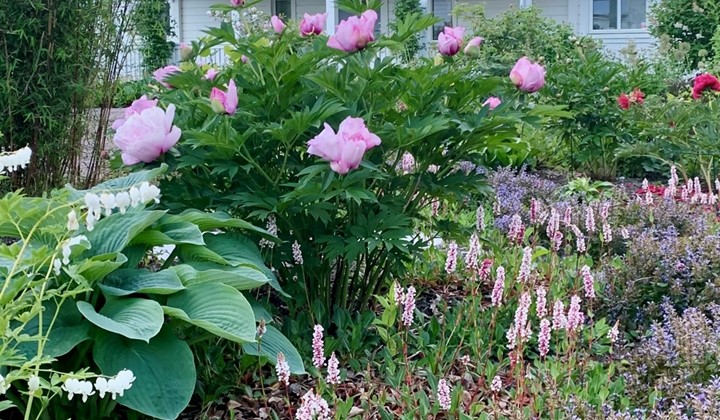 Trädgården i Fågelvik, Ingarö