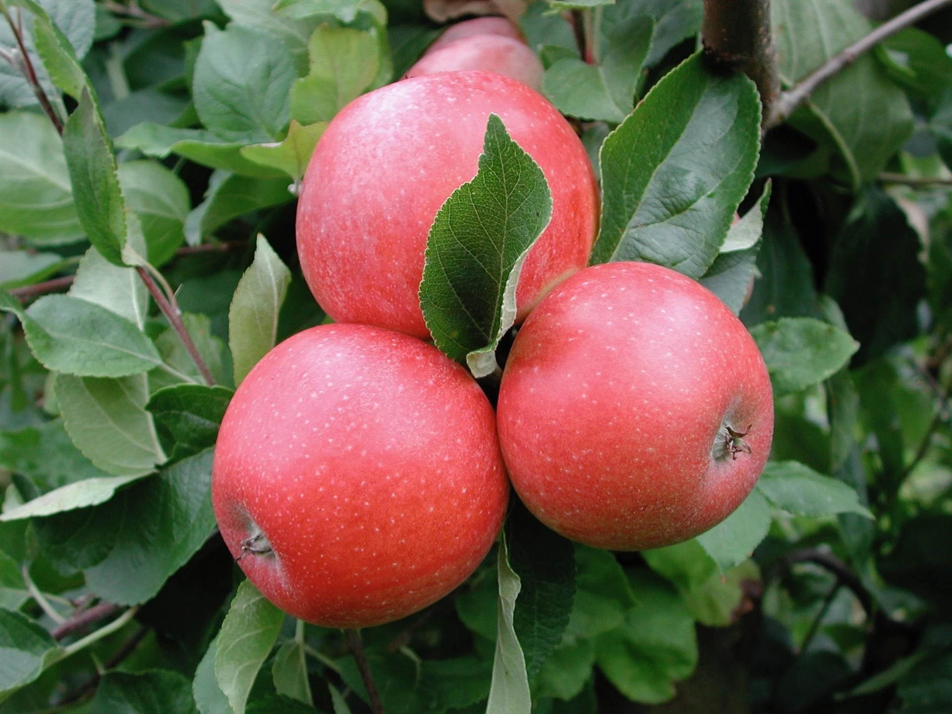 'Aroma'  är ett lysande exempel på svensk sortframställning av äpple.