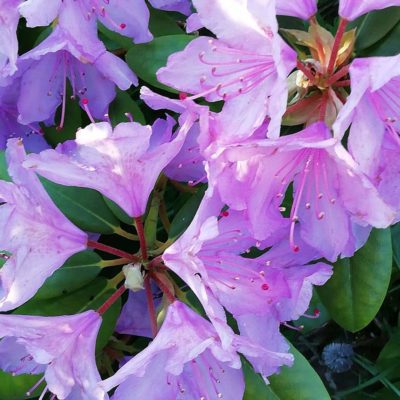 IMG_20190620_220125_212