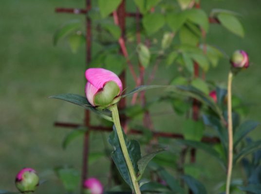 IMG_4453ö (3)