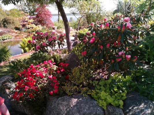 rhododendron