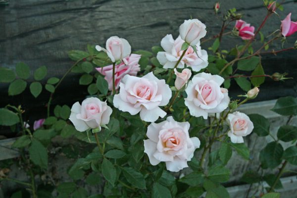 12_A-Whiter-Shade-of-Pale