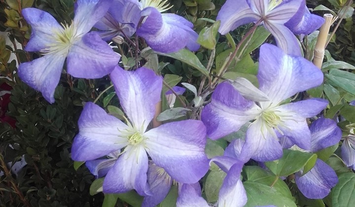 Inte bara uppåt väggarna – klematis med Krister Cedergren, Sollentuna