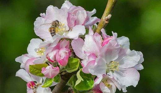 Äppelträd pollineras av insekter och behöver andra sorter för att det ska bli frukt.