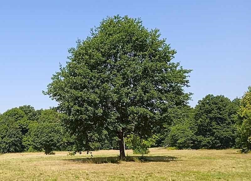 Testa dina kunskaper om träd.