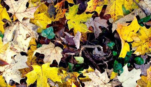 Städa inte för mycket på hösten. Kratta in löven i häckar och rabatter. De bryts ner och blir till organiskt material. Igelkottar och många insekter behöver löven för övervintring.