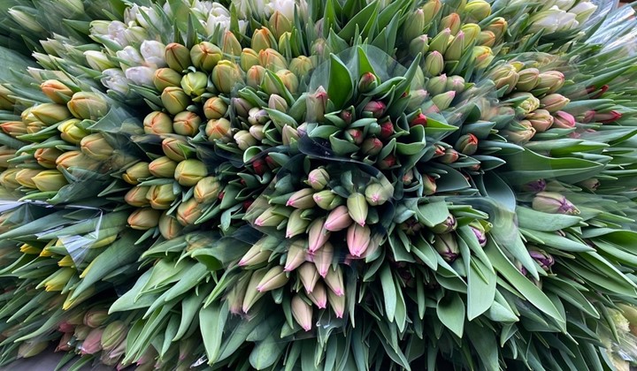 Besök hos Jakobssons Handelsträdgård i Ödåkra, Helsingborg