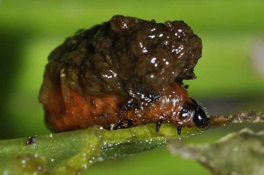 Larverna av liljebaggar täcker sig med sin egen avföring. Bekämpa dem genom att spola av dem med stark vattenstråle.