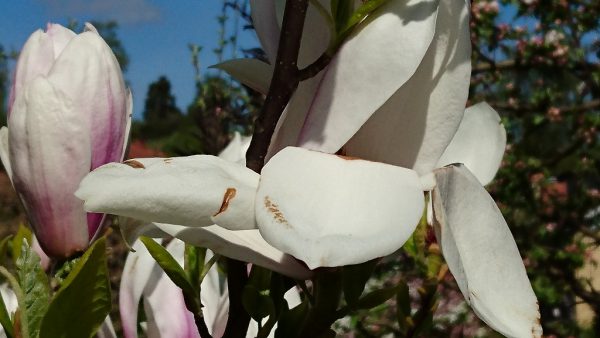 DSC_2087 (1024x576)
