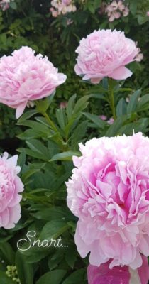 IMG_20200427_105153_017