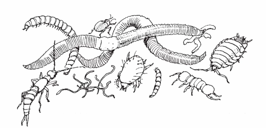 I komposten finns ett myller av liv - maskar, skalbaggar, gråsuggor, tvestjärtar och andra nedbrytare.