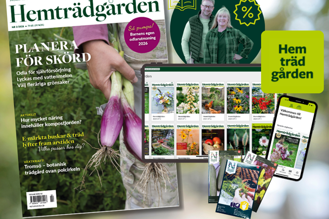 Värde I Medlemskapet