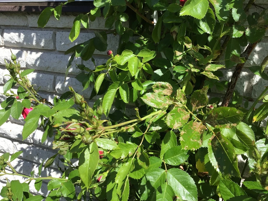 Skada av slemmig rosenbladstekelns larver på rosblad