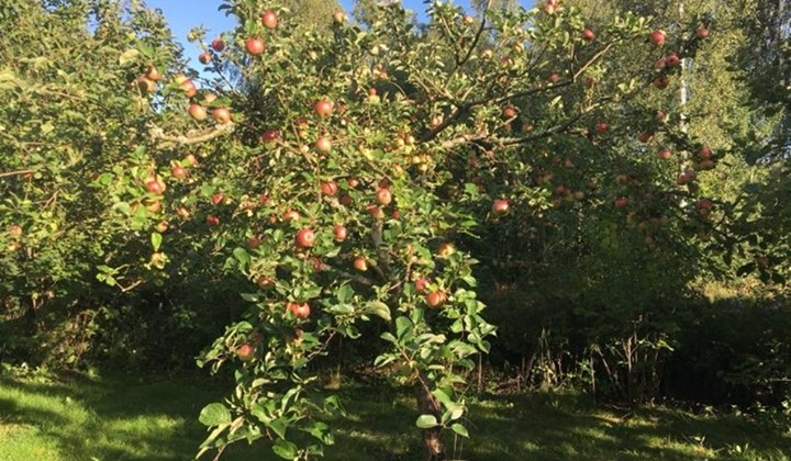 Kvarnvägen 40 Halahult , Trensum