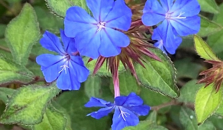 Marina och Lasses trädgård (Irsta), Västerås