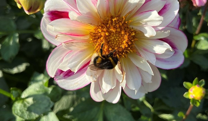 Lanthandeln i Runeberg , Arboga 