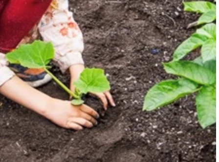 Barn händer som planterar pumpa ute i trädgård