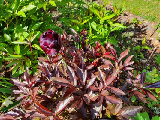 20190511_085444_resized