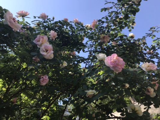 78F353C2-DC13-4CFE-97D2-25E8A0EA3BEF