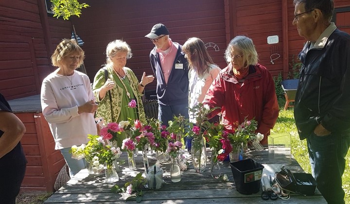 Rosens dag + PROVA PÅ ros-sticklingar 2026, Åkersberga