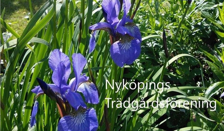 Växtloppis, Nyköping