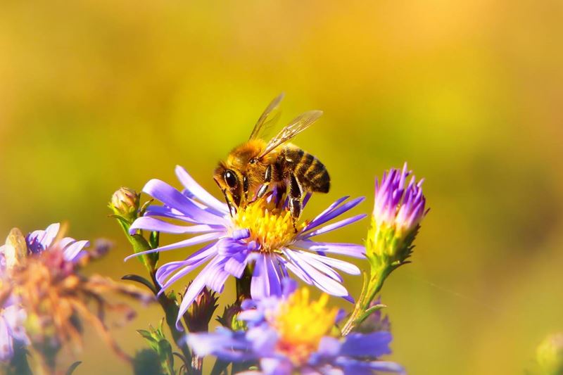 Ett bi i en blommande aster