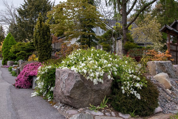 Liten pärlbuske ’The Bride’ blommar överdådigt på försommaren. FOTO AGNETA BERGSTRÖM