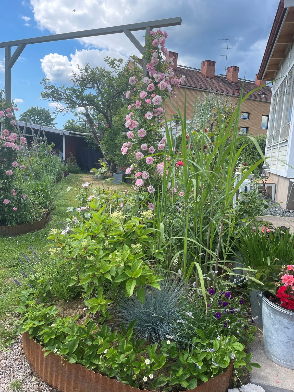 Stadsträdgård med lantlig prägel - Riksförbundet Svensk Trädgård