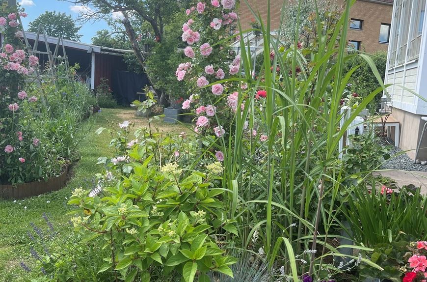 Stadsträdgård med lantlig prägel - Riksförbundet Svensk Trädgård
