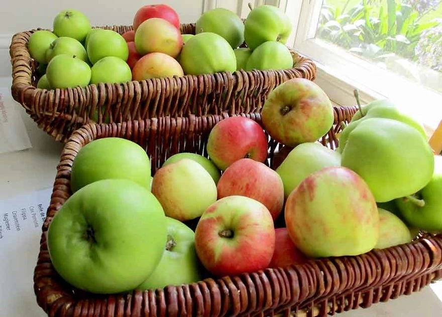 Det finns tidiga och sena äpplen. Äpplen som tål att lagras kallas för vinteräpplen och kommer sent. "Matäpplen" är fina för bakverk, vissa sorter är bättre för mustning, och några lämpligare för allergiker.