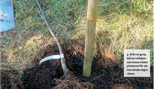 Gräv en grop.  Slå ner stödpinnen innan trädet planteras för att inte skada några  rötter.