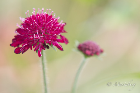 130714-Mariaberg-162107