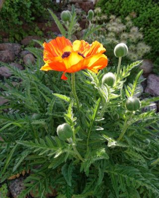 IMG_20200608_091818_204