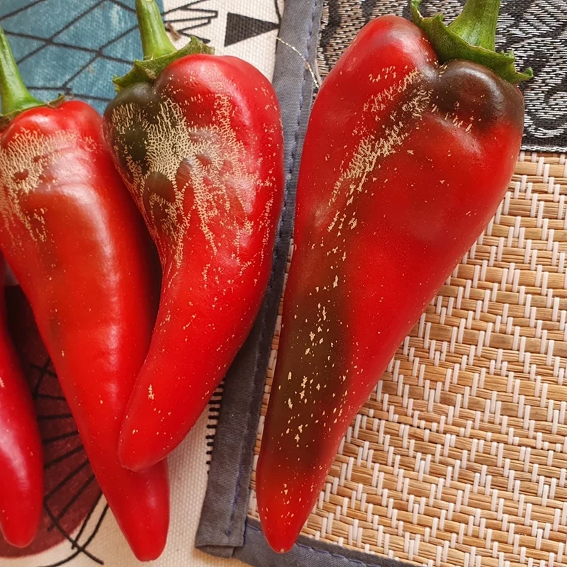 Korkbildning på paprika