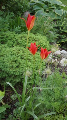 Tulipa sprengerii