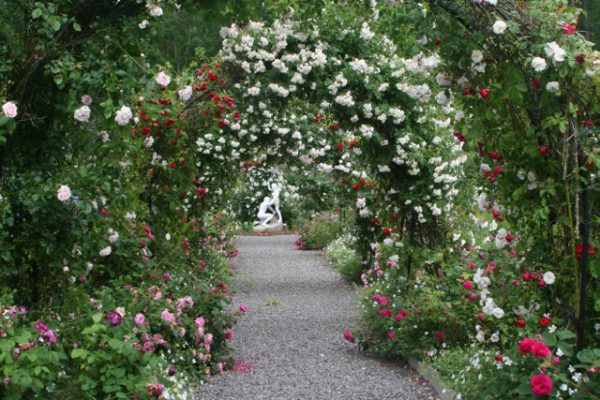 titelbild handkyssen i allen++